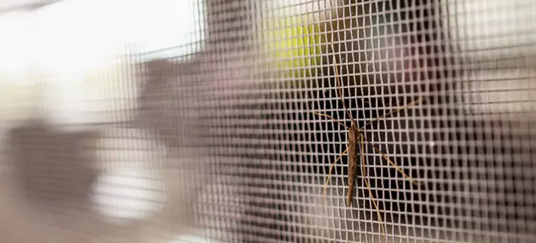 Repair Mosquito Mesh For Windows in DeBary, FL